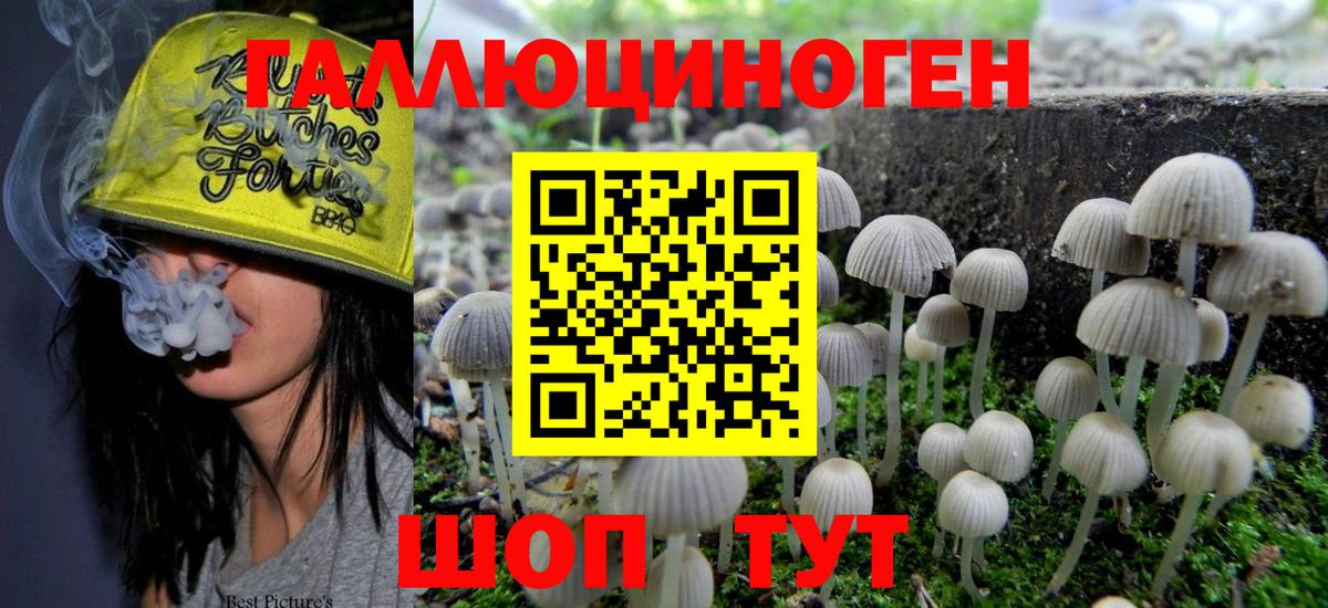 Грозный  Псилоцибиновые грибы Psilocybe  Вход с VPN  Галлюциногенные грибы мицелий 